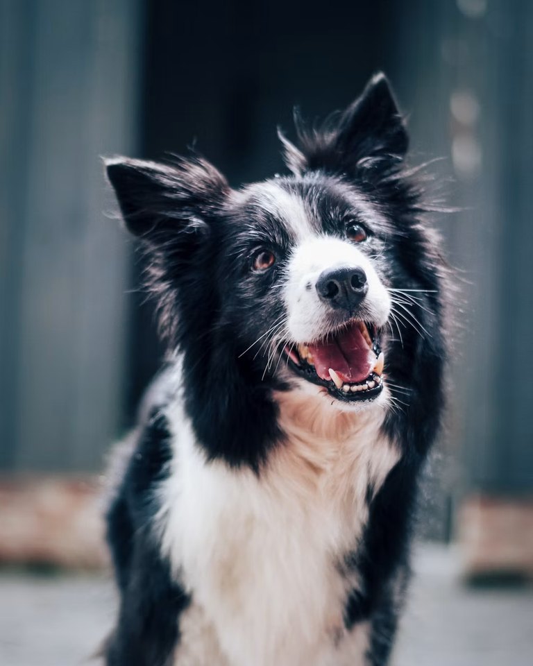 Pepper, a Border collie mix in North Beach