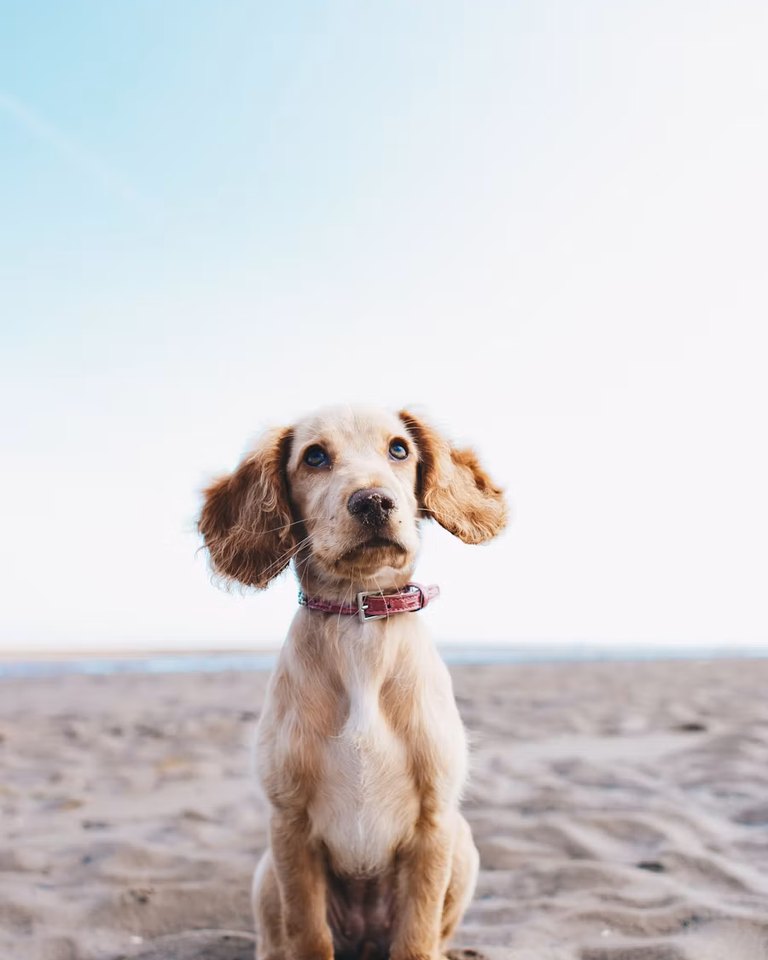 Tostones, a Cocker spaniel